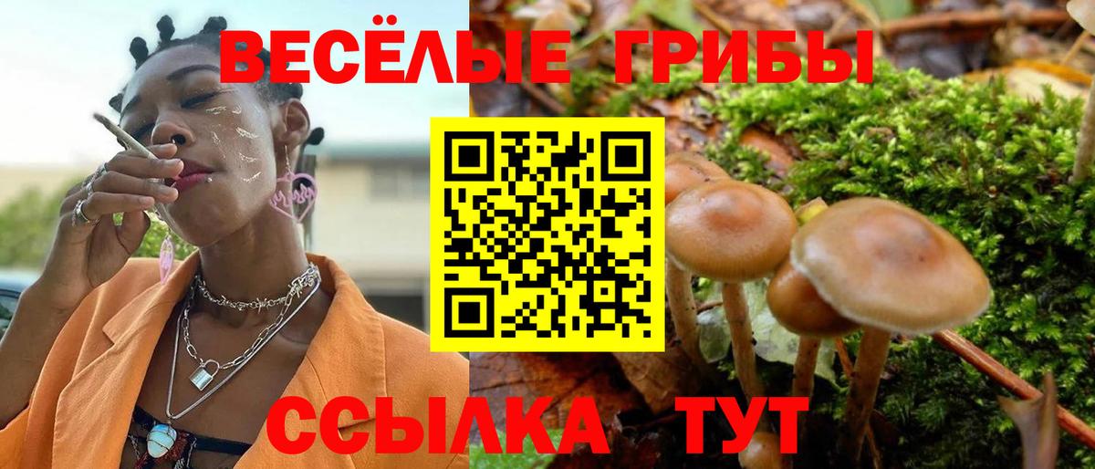 Галлюциногенные грибы Psilocybe Чебоксары
